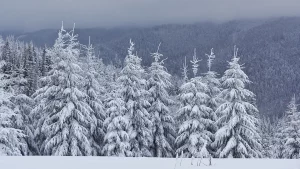 jak przygotować drzewa do zimy