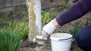 jak przygotować drzewa do zimy poradnik arborysty