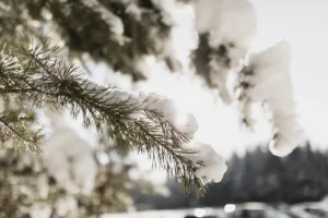 dlaczego nie wolno wycinać choinek z lasu na święta