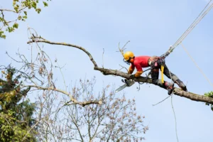 sprzęt używany przez arborystę do wycinki drzew metodą alpinistyczną oraz zarządzanie odpadami