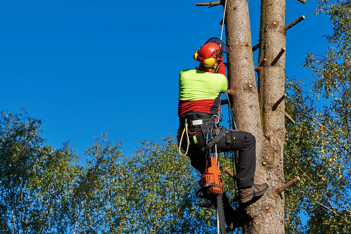 dlaczego warto wezwać arborystę i zastosować metodę alpinistyczną