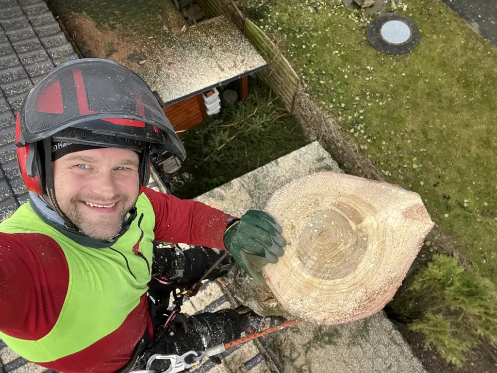 wycinka drzew metodą alpinistyczną (1)